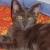 Callie