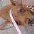 Chichi/Pinky