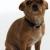 Bode (Bodie)