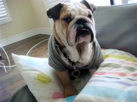 Sir Bigglesworth / Biggie.