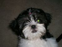 Sofie