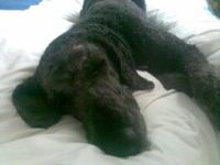 charlie