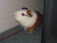 Herbie 