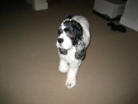 ç‰›ç‰› (Ow Ow aka Cow Cow) / Snoopy (for the non-Chinese, ie. vet)