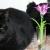 Fritz N Buddycat