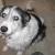 Odie
