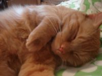 Simba
