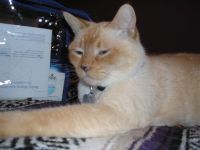 Mungo 