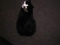 Puss in boots A.K.A Dameon