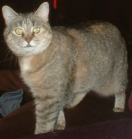 Prissy