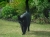 Blu (a.k.a Budda)