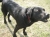 Big Black Dog