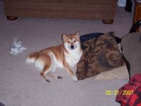 Oso