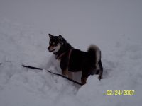 Roxy Roo