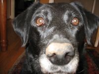 Shandy the Wonder Dog