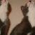 Madame (minou de droite sur la photo)