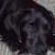 Abbey (Kenmilleven Crystal Wispa)