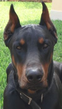 ringo