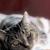 Fraidycat