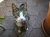 tillykitty