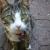 tillykitty