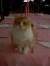 Chester