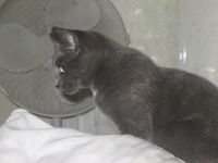 Kitti 