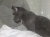 Kitti 