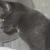 Kitti 