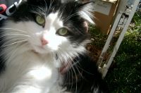 Gizmo