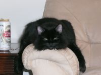 Askher Von Fluffy Bottom
