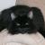 Askher Von Fluffy Bottom