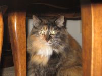 Primrose