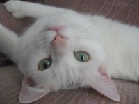 Felix