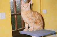Tigger
