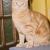 Tigger