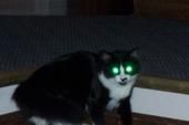 Callie