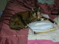 Tosca
