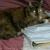 Tosca