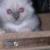 Sheeba
