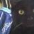 Midi