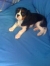 Bailey