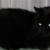 Spook (R.I.P 2006)