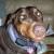 Concehetta Marie Doberman Zaccone Esquire