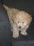 Sadie
