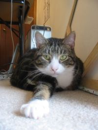 Oscar