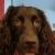 Brody