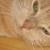 Boo Boo Kitty Fraser