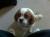 Winston