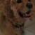 Dusty